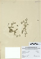 藏品(疏葉卷柏)的圖片